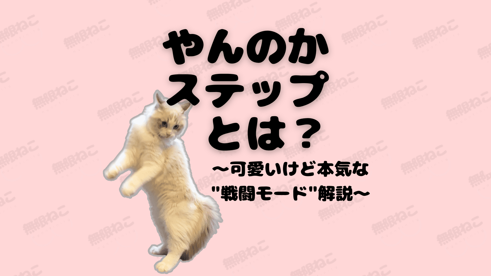 猫のやんのかステップとは？可愛いけど本気な“戦闘モード”解説
