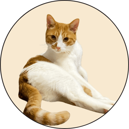 管理猫ファム