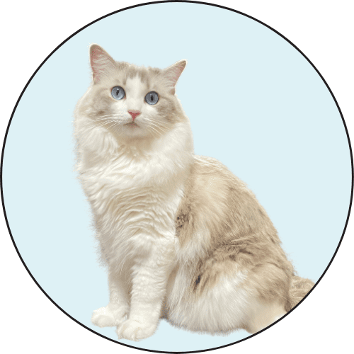 管理猫あんじゅ